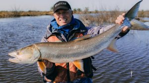 Рыбалка  на Амуре. Желтощек. сентябрь 2024