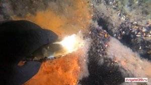 Находки  на дне Балтийского моря пополнят хранилища музея мирового океана. 24 мая 2020 г.