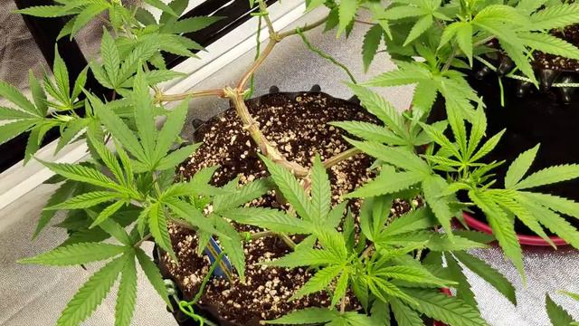 Main lining 8 Cannarado Genetics - Chocolope смотреть онлайн