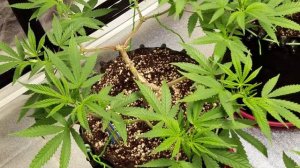 Main lining 8 Cannarado Genetics - Chocolope