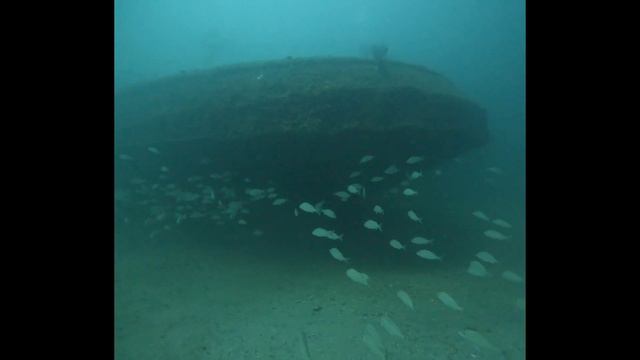 Panama City Artificial Reefs - video of Red Sea on 9/23/2023 смотреть онлайн
