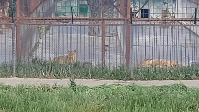 Аслан спит лапами к верху. Лилу и Чоли устроили перекличку. смотреть онлайн