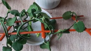 ЦЕРАПЕГИЯ САНДЕРСОНА. Посадка. 19.12.2022.