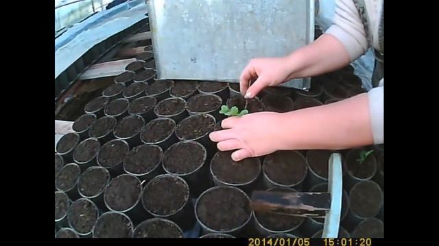 как сажать и выращивать капусту пикировака капусты смотреть онлайн