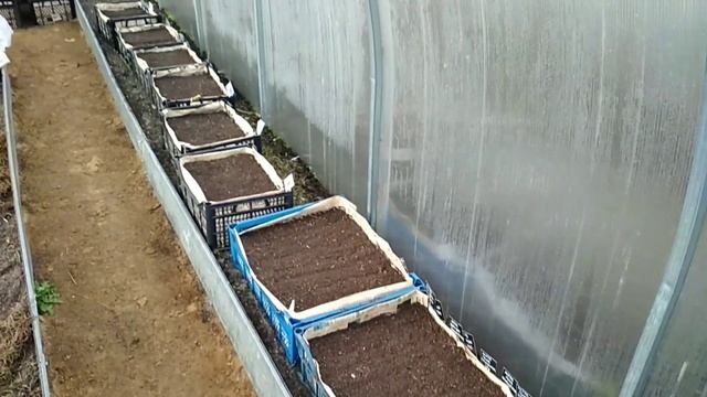 Я на даче. Мою теплицу . Посеяла цветы . смотреть онлайн