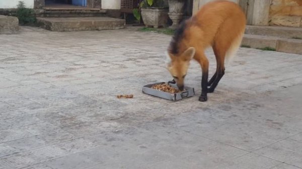 Maned wolf in Brazil