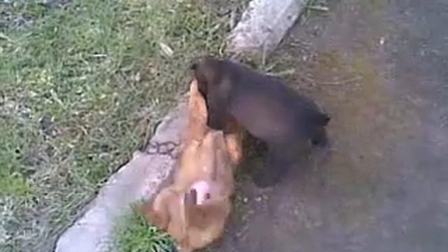 Прикольные собачата! смотреть онлайн