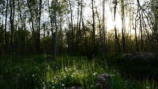 Опушка леса. Поющий соловей и другие лесные птицы. смотреть онлайн
