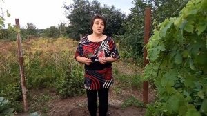 Сеем виолу и турецкую гвоздику в июле