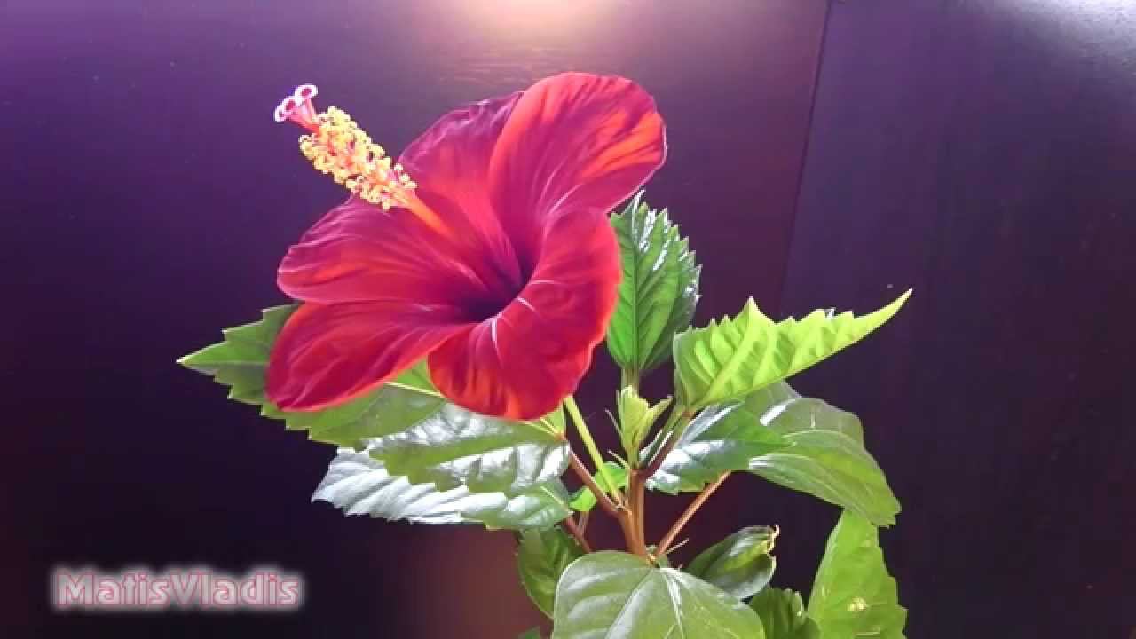 Panasonic HX-WA30 (Цветение Гибискуса 