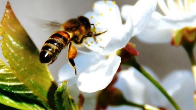 Осенняя искореняющая обработка сада ИНСТРУКЦИЯ смотреть онлайн