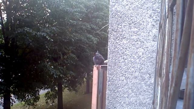 Серый кот на балконе. Наблюдение. смотреть онлайн