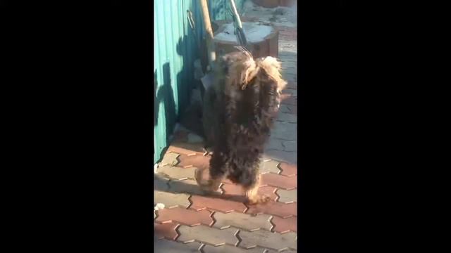 Бои без правил йоркширского терьера и кота британца смотреть онлайн