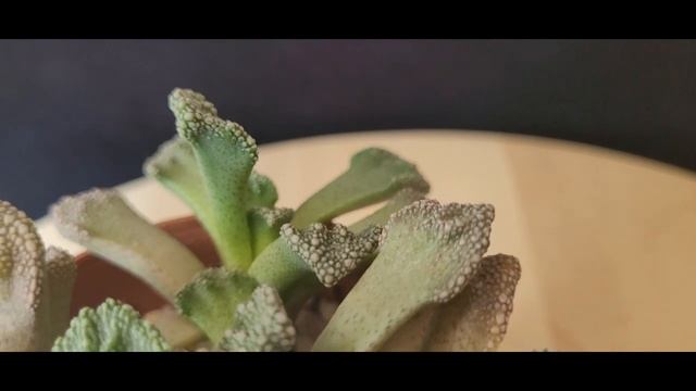 titanopsis calcarea, Mesembryanthemum calcareum. смотреть онлайн