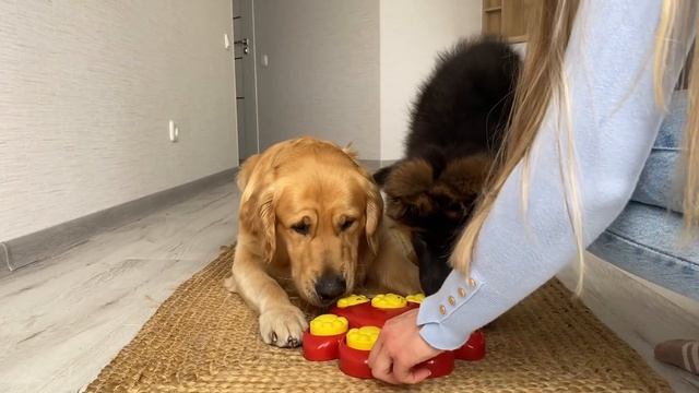 My Dogs Try Brain Games to See Who Is Smarter смотреть онлайн