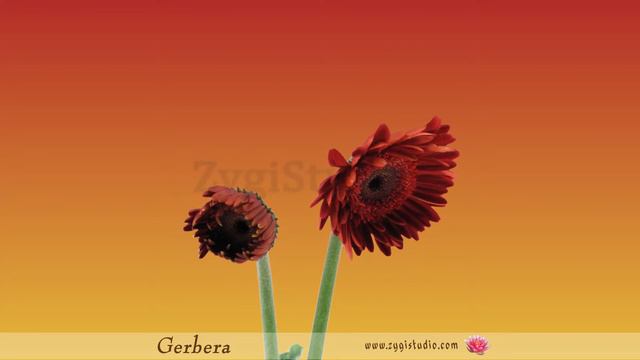 Timelapse of Opening Red Gerbera with ALPHA. смотреть онлайн