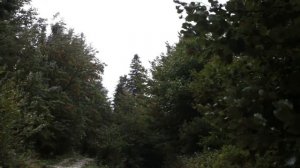 Wind Blowing Through Forest with Light Rain 1 Hour /  Wind Sound Relaxation