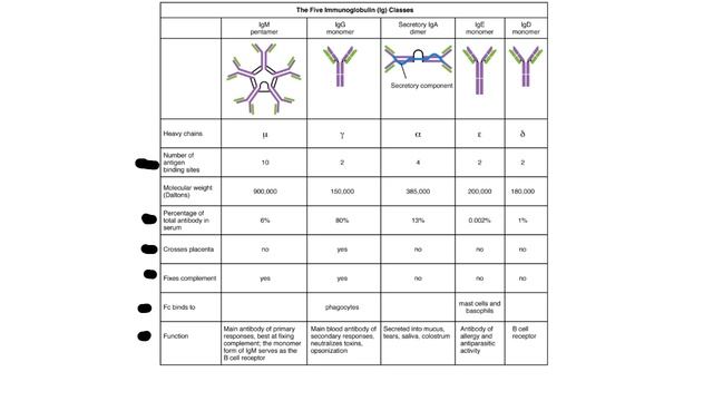 Immunology2-Antibodies And Antigens. Classes Of Antibodies. Epitopes..