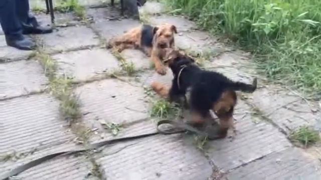 Вельштерьеры двух поколений смотреть онлайн