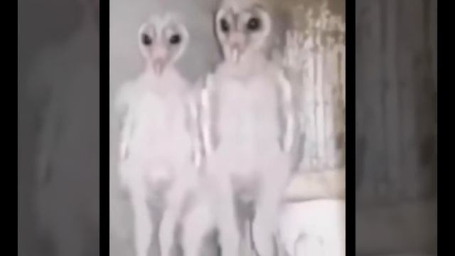 Птенцы совы смотреть онлайн