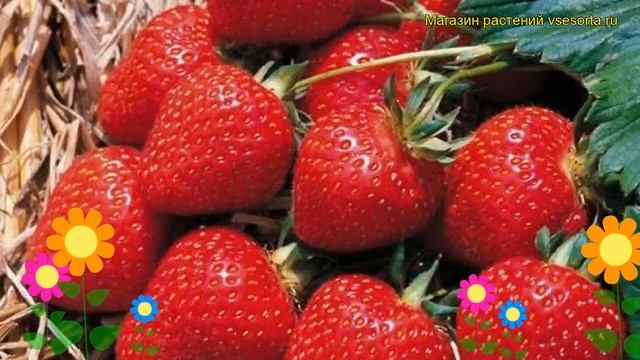 Земляника садовая Вима Кимберли. Краткий обзор, описание Fragaria Ananassa Vima Kimberli