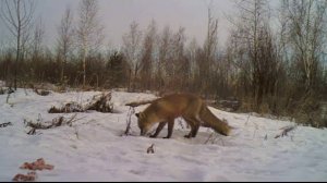 Проверяем капкан на лису, пополняем приваду.