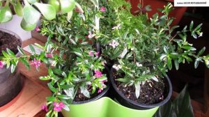 КУФЕЯ - новое приобретение для моего подоконника.