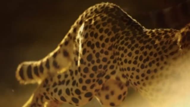 ГЕПАРД - САМОЕ БЫСТРОЕ ЖИВОТНОЕ