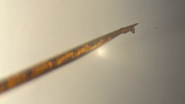 Живое Жало пчелы под микроскопом Living Bee Sting under the Microscope смотреть онлайн