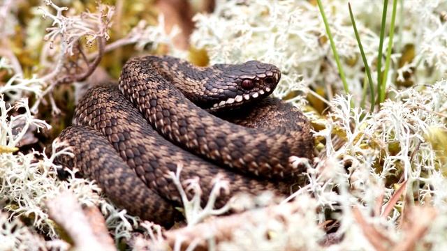 Что делать если укусила змея (гадюка). Первая помощь при укусах ядовитой змеи смотреть онлайн