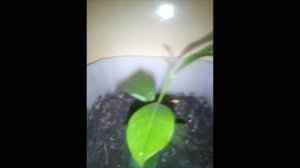 Прищипка лимонов