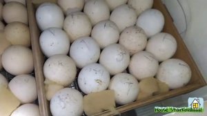 Совместная инкубация яиц КУР и ИНДЮКОВ