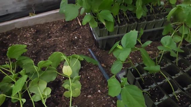 Quail Update + Transplanting Hibiscus | These Sure Are Cheap смотреть онлайн