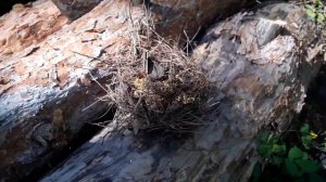 #КЛАД ЗОЛОТА В ГНЕЗДЕ СОРОКИ!!! В ПОИСКАХ КЛАДА И ЗОЛОТА ОТ ВИКЛИНГА!