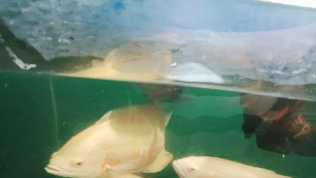 DIBALIK CERDASNYA IKAN OSCAR APAKAH IA BERBAHAYA BAGI MANUSIA ..?? смотреть онлайн
