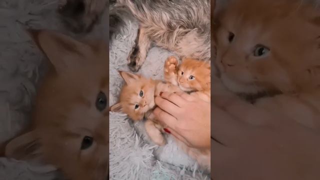 Я им порой завидую!Спи да ешь, а тебя за это ещё и хвалят! #мейнкун #котенокмейнкун смотреть онлайн