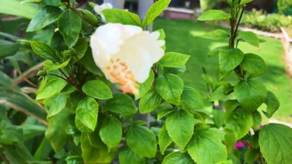 Gudhal Flower | Heavy Flowering Secret | Hibiscus Plant Care