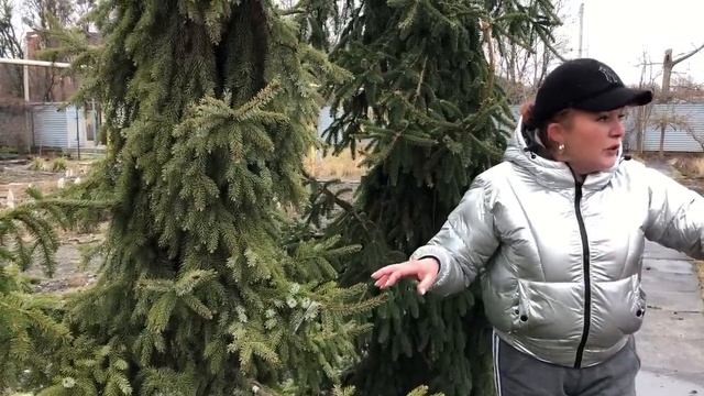 Загинула рослина в огорожі.Як швидко відновити кущ.Як розмножити барбарис,спірею,бруслину,дерен тощ смотреть онлайн