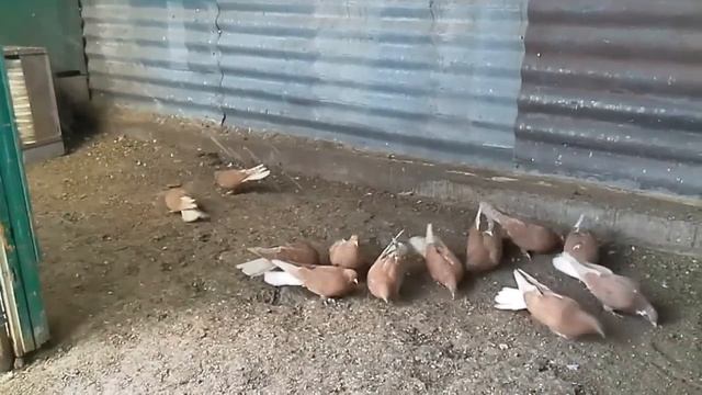 Желтые белохвостые п.Сартана смотреть онлайн