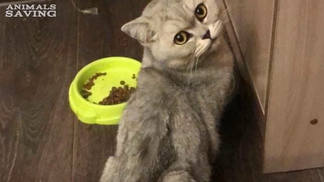 В тридцатиградусный мороз на улице сидела испуганная кошка! Она замерзала! смотреть онлайн