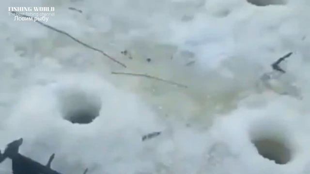 Кинь это в лунку на зимней рыбалке чтобы собрать косяк рыбы у лунки. Секрет хорошего улова смотреть онлайн