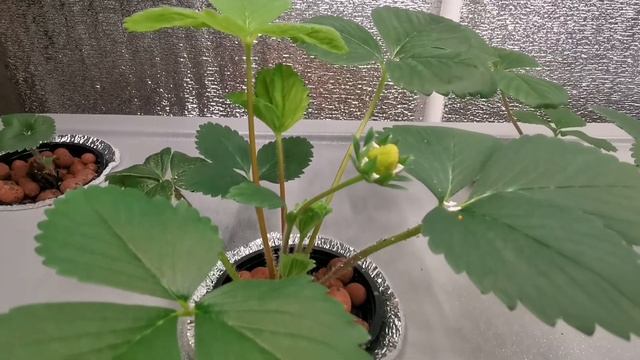 Клубника на аэропонике. Цветение, опыление и появление первых ягод. смотреть онлайн