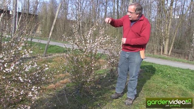 The flower cherry prunus incisa Kojou-no-mai смотреть онлайн