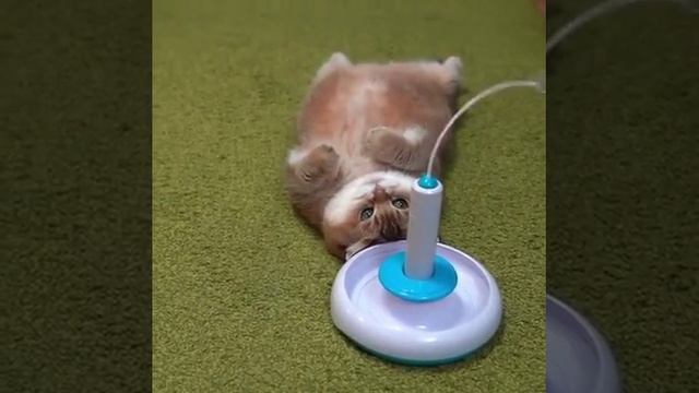 VID_20231105_170401_746.mp4