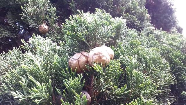 Cupressus Sempervirens Stricta Seed Pods - Italian Cypress HD 01