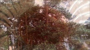 Варенье из сосновых шишек / Готовим быстро / Простой рецепт