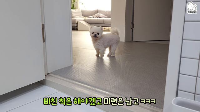 퐁키가 삐쳐서 목욕하기 싫대요ㅋㅋㅋ смотреть онлайн
