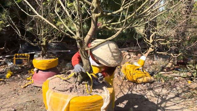 Báo giá 10 cây mai vàng thành phẩm giá rẻ ( 0788881588) (24-2-2024) смотреть онлайн