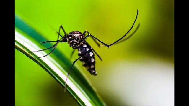 ЗВУК ОТ КОМАРОВ Звук отпугивающий мух мошек комаров и иных насекомых смотреть онлайн