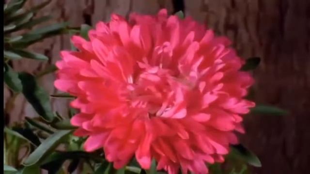 Вальс цветов ( смотри и отдыхай ) самое интересное, легкое видео, не забудь подписаться)) смотреть онлайн